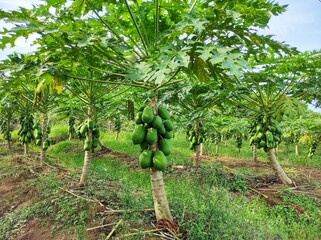 papaya garden