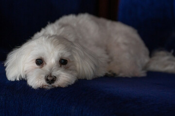 Portrait of a White Dog – Quiet Strength. Resting On the Sofa.