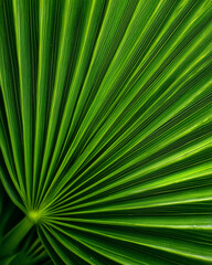 A leafy green plant with a long, thin stem. The leaf is very thin and has a lot of veins