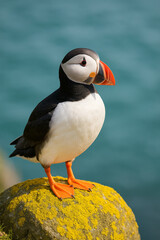 atlantic puffin or common puffin or common puffin