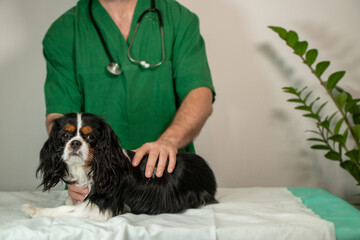 Cute Cavalier King Charles Spaniel Lying on Couch with Veterinarian Soft Focus Pet Care Copy Space