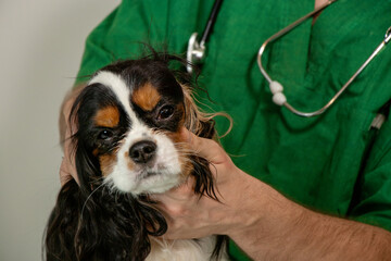 Closeup of Cavalier King Charles Spaniel Head with Veterinarian Examining Ear