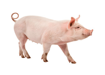 Pink pig standing isolated on transparent background, farm animal with curly tail