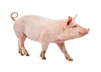 Pink pig standing isolated on transparent background, farm animal with curly tail