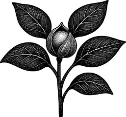 Botanical Illustration of Withania somnifera (Ashwagandha)