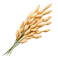 OAT STRAW The stem of the oat plant. Used to make oatmeal. It is rich in fiber