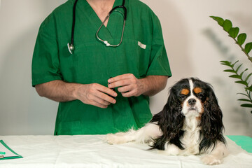 Veterinarian Holding Medicine Bottle Next to Resting Cavalier King Charles Spaniel