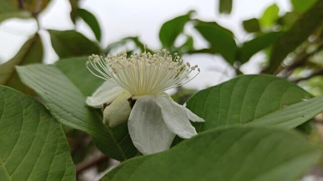 beauty of white guava flower