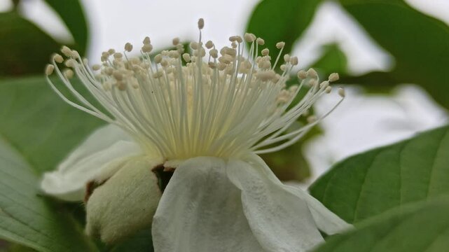 beauty of white guava flower