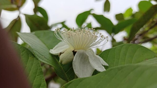 beauty of white guava flower
