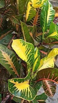 crotons plant