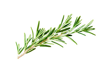 Fototapeta premium Fresh rosemary sprig culinary herb ingredient isolated on transparent PNG