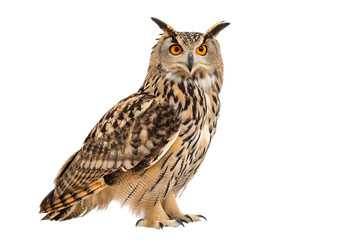Obraz premium Majestic Eurasian Eagle Owl A Stunning Portrait of a Wise Bird of Prey