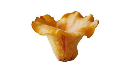 A single chanterelle mushroom with a wavy cap and gills on a plain  in a studio shot isolated on transparent background