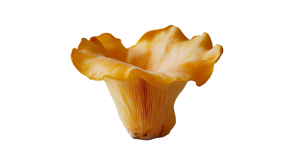 A single chanterelle mushroom with a wavy cap and gills on a plain  in a studio shot isolated on transparent background