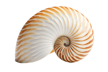 Nautilus Shell Spiraled Beauty of the Ocean Depths, Close-Up View