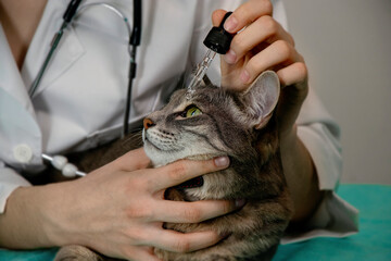 Veterinarian Applying Eye Drops to Gray Cat Close Up