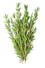 Fototapeta premium Fresh rosemary sprigs culinary herb bunch isolated on transparent PNG