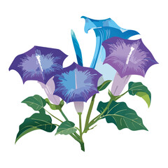 Mixed Purple Blue Morning Glory