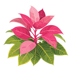 Vibrant Pink Green Foliage Plant