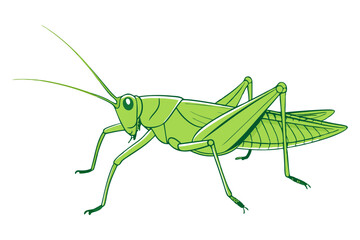 Detailed Grasshopper Line Art Vector
