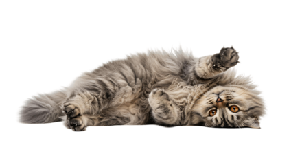 Adorable fluffy cat lying on its back cute pet animal feline domestic mammal kitty playful kitten resting