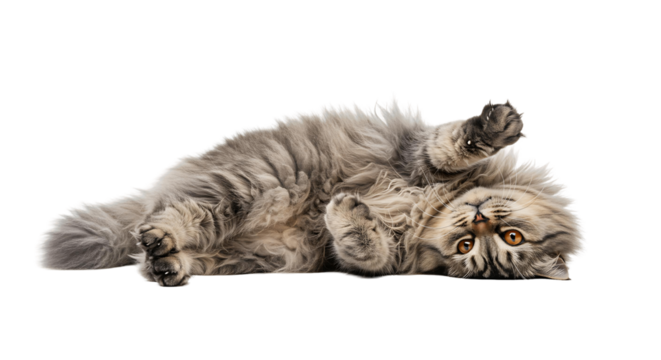Adorable fluffy cat lying on its back cute pet animal feline domestic mammal kitty playful kitten resting
