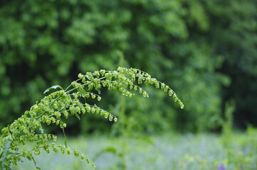 朝露に濡れる森の中の草