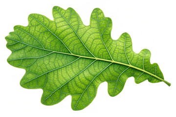 Green oak leaf isolated on transparent background