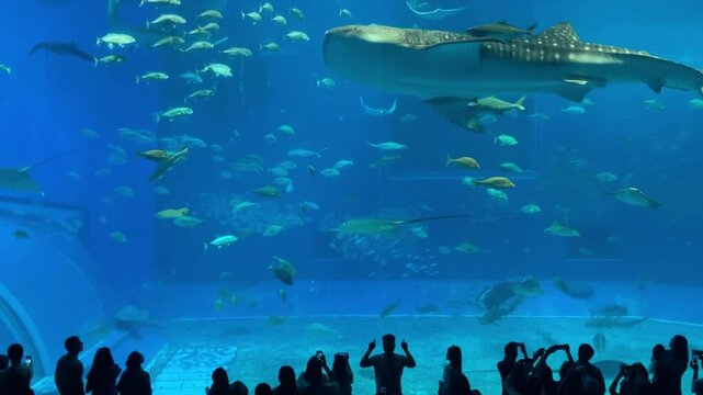 沖縄　美ら海水族館
