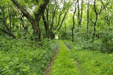 新緑の森を抜ける林道