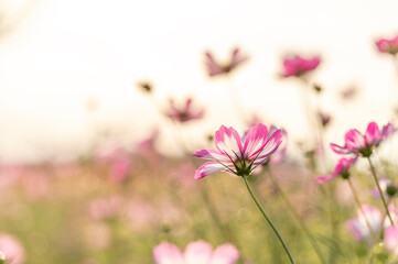 夕日に照らされるコスモス畑