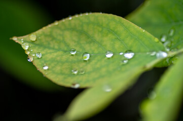 雨の水滴のついた葉