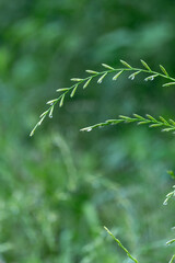 朝露に濡れる森の中の草