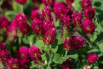 Bright Red Clover Flowers in a Vibrant Green Meadow