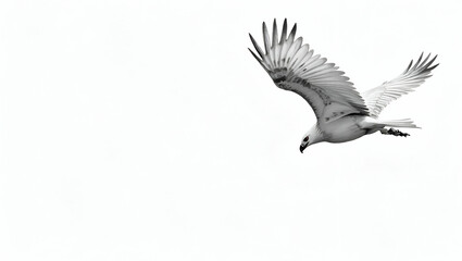 Obraz premium 30 Black and White Eagle Vector Illustrations: A Comprehensive Collection of Diverse Silhouettes Perfect for Logo Designs and Creative Projects in Photo Stock