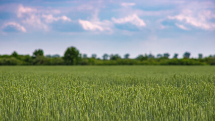 Fototapeta premium Field with green wheat, agrarian summer landscape