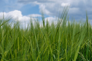 Field with green wheat, agrarian summer landscape