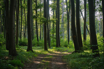 A peaceful forest path winds through tall, slender trees, bathed in dappled sunlight. Lush green undergrowth and soft shadows create a serene, inviting atmosphere in this woodland scene.