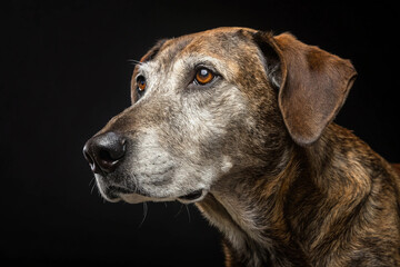 Obraz premium Senior brindle mongrel isolated on transparent background