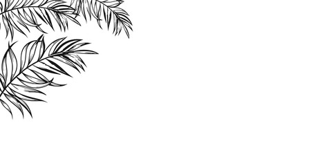Minimal black line palm leaves illustration on white background. Elegant tropical corner frame for nature-themed designs, wedding invites, or eco branding. Botanical sketch leaf art.