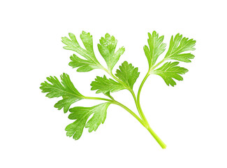 Fresh cilantro sprig culinary herb green leaves aromatic plant isolated on transparent PNG