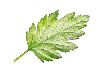 Single green leaf detailed closeup photography isolated on transparent PNG