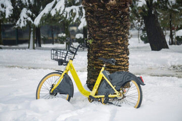 A yellow bicycle with a basket on the handlebars stands in a snowdrift leaning against the trunk of a palm tree
