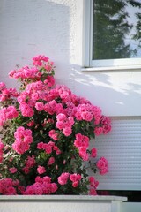 rosen auf dem balkon,- terasse
