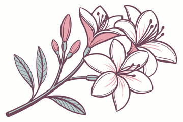 Elegant Lily Flower Illustration with Buds and Leaves in Pastel Colors