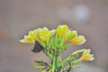 Vibrant Yellow Flower Blooming in Nature