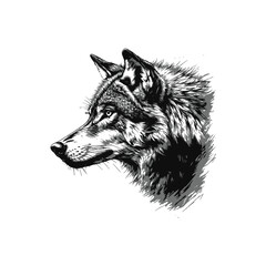 Intense Wolf Head Drawing Realistic Black and White Sketch