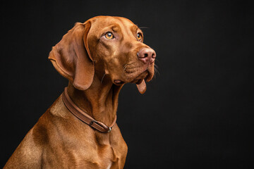 Attentive vizsla sitting and looking at camera isolated on transparent background png