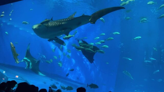 ジンベエザメとブラックマンタ　美ら海水族館　沖縄